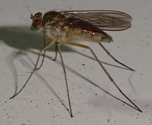 Sciapus sp.